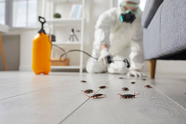Affordable Termite Control solutions in Roebling, NJ